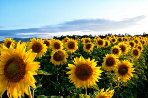 Sunflower Seasons